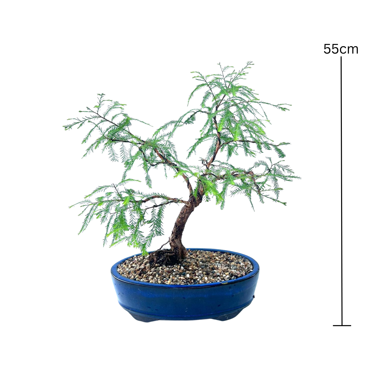 Swamp Cypress Bonsai (2003)
