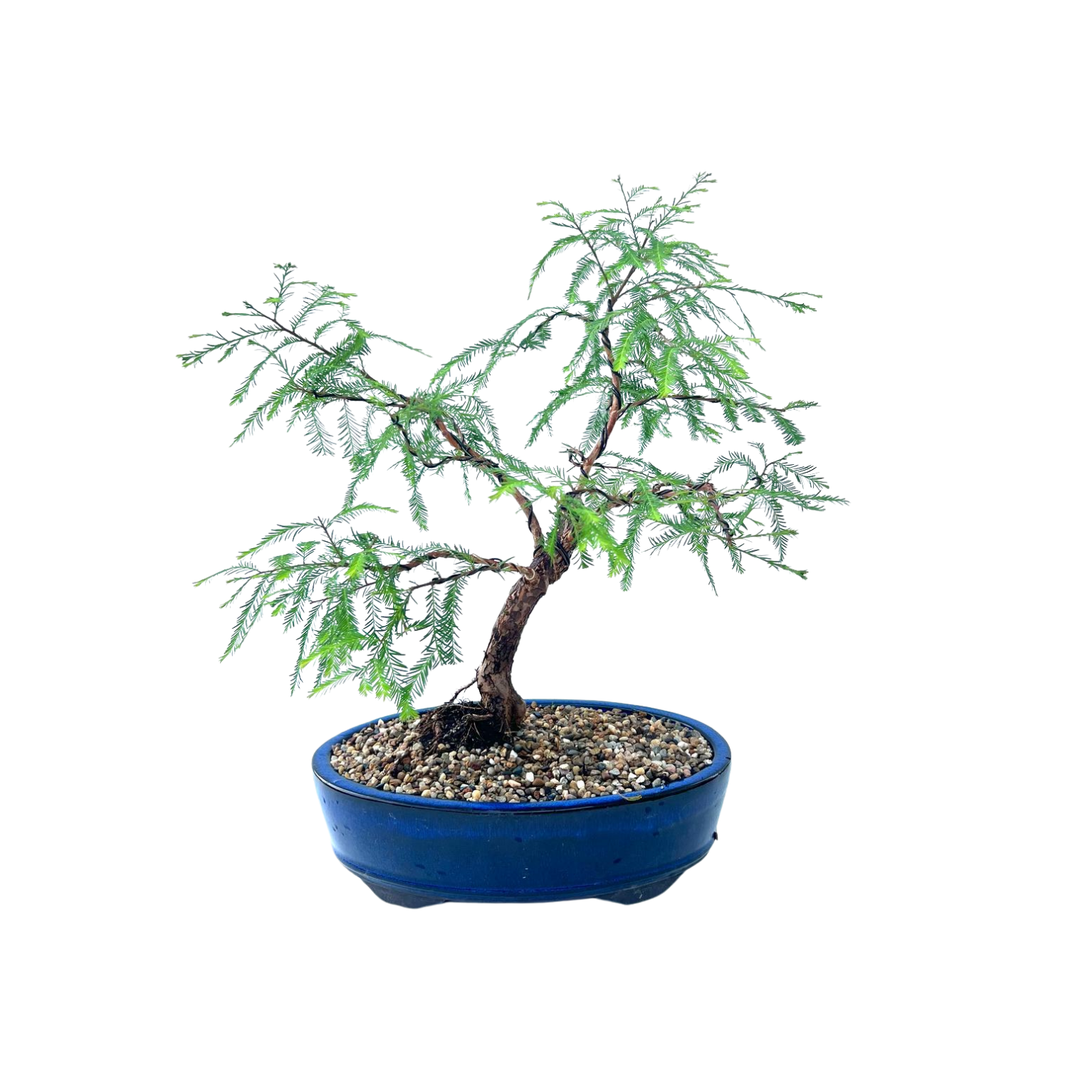 Swamp Cypress Bonsai (2003)