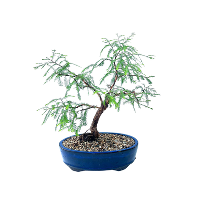 Swamp Cypress Bonsai (2003)