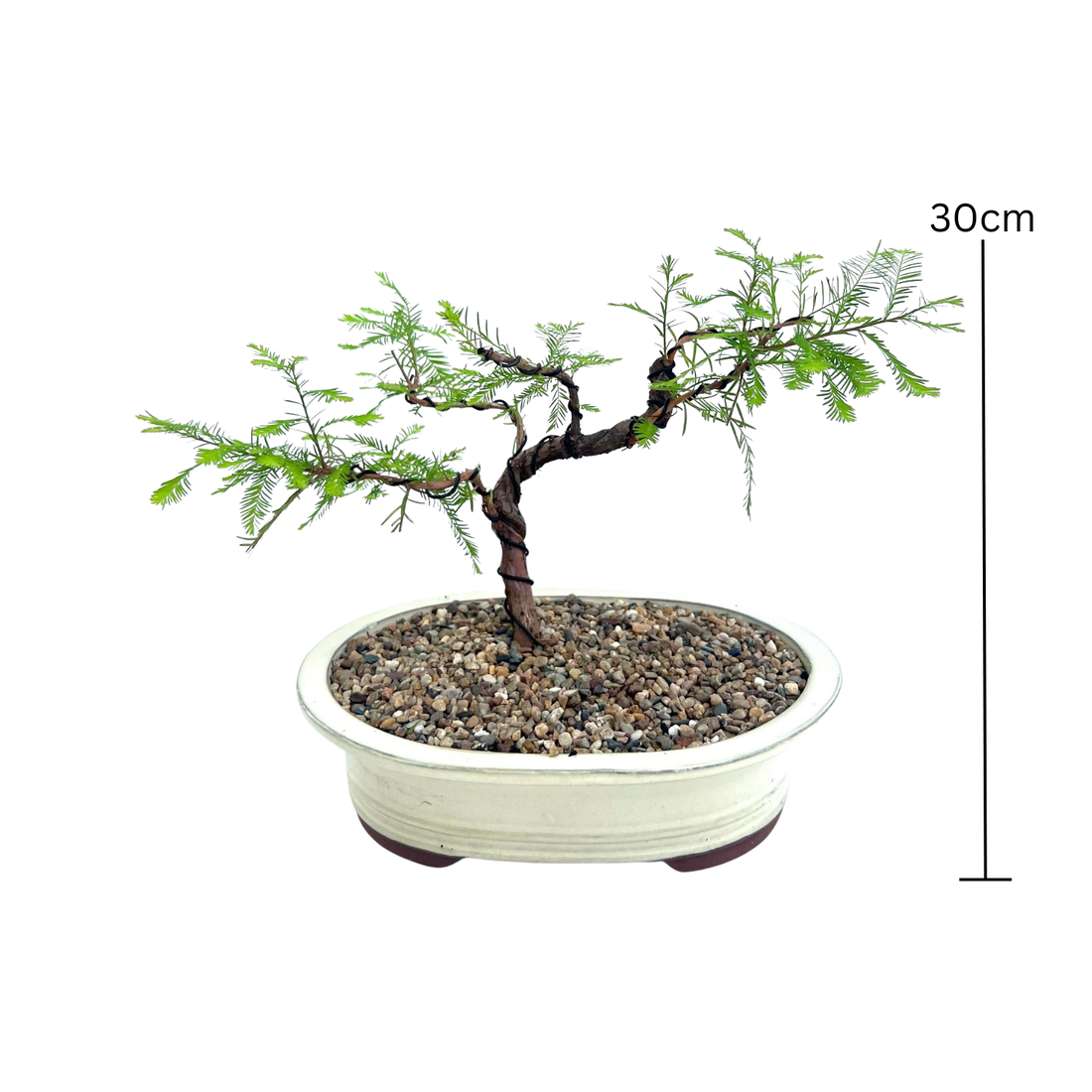 Swamp Cypress Bonsai (2006)
