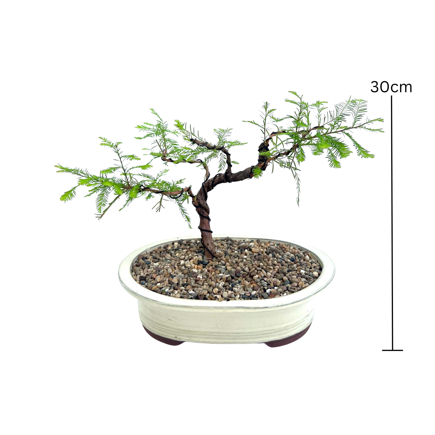 Swamp Cypress Bonsai (2006)