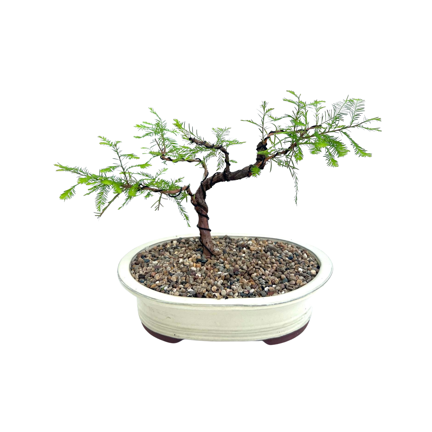 Swamp Cypress Bonsai (2006)
