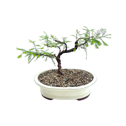 Swamp Cypress Bonsai (2006)