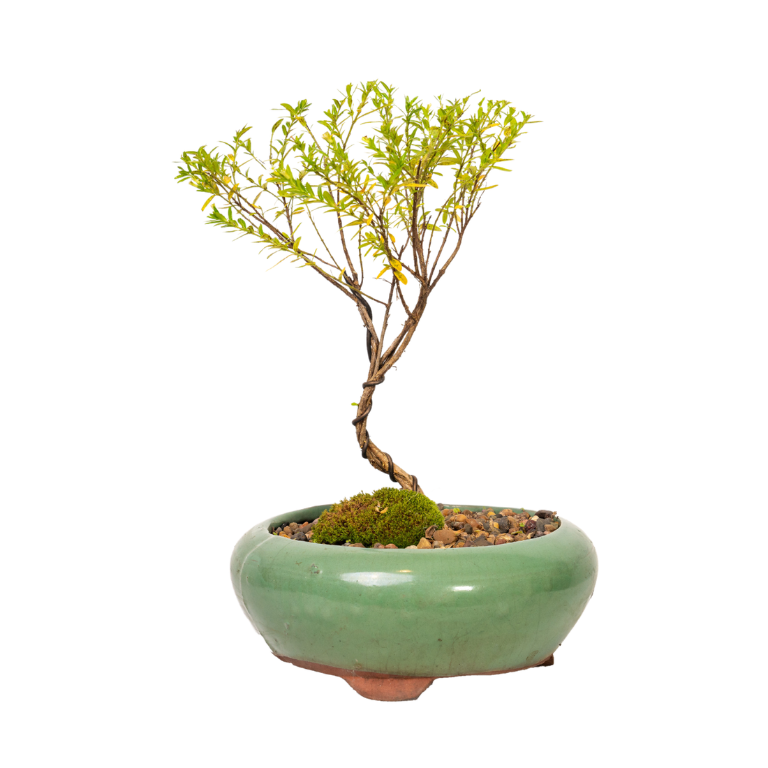 Cuphea Bonsai (2018)