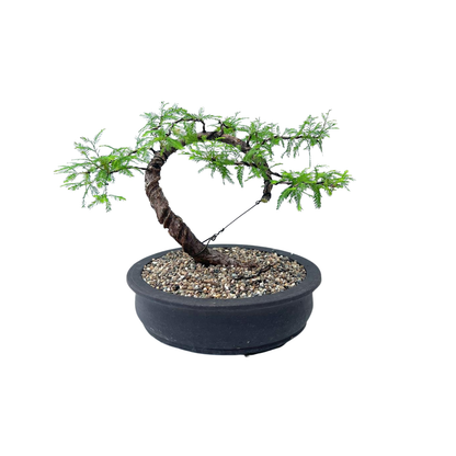 Swamp Cypress Bonsai (2001)