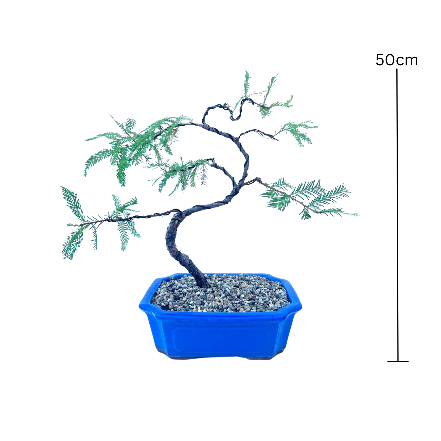 Swamp Cypress Bonsai (2009)