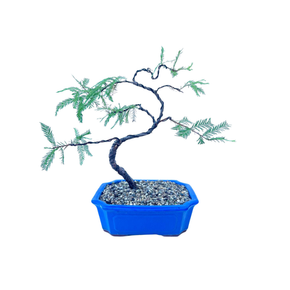 Swamp Cypress Bonsai (2009)