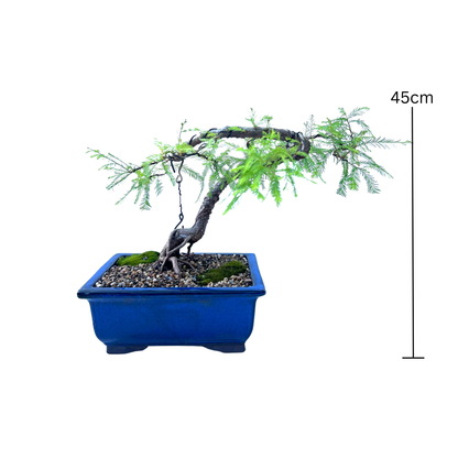 Swamp Cypress Bonsai (2000)