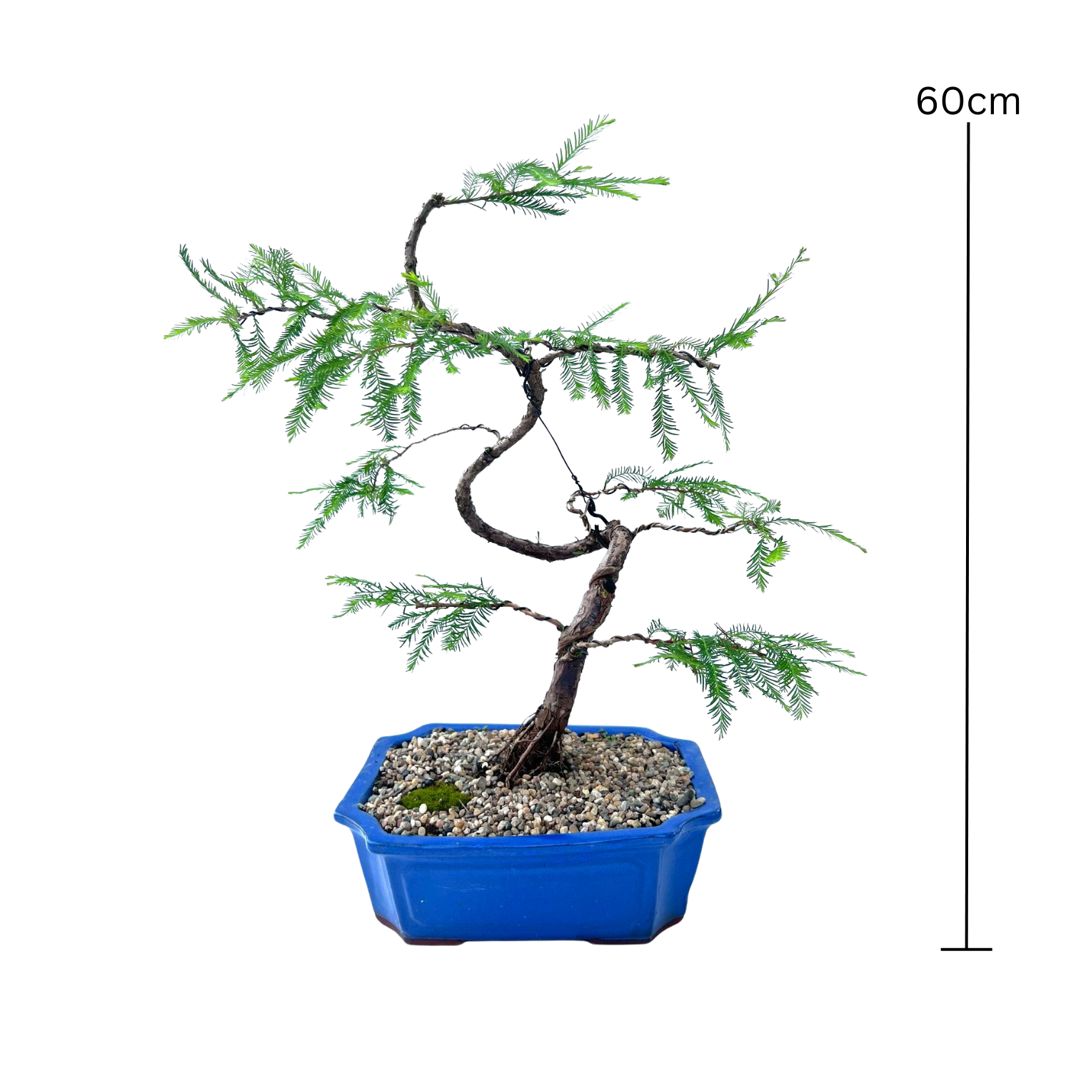 Swamp Cypress Bonsai (2003)