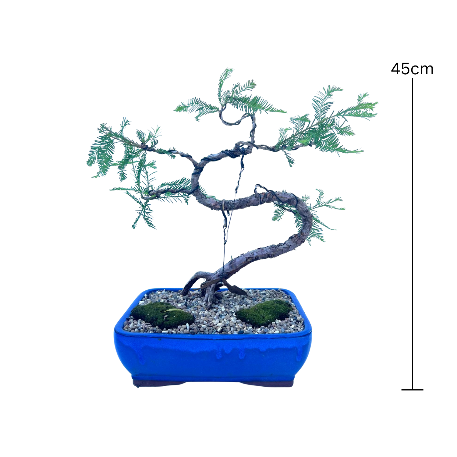 Swamp Cypress Bonsai (2001)