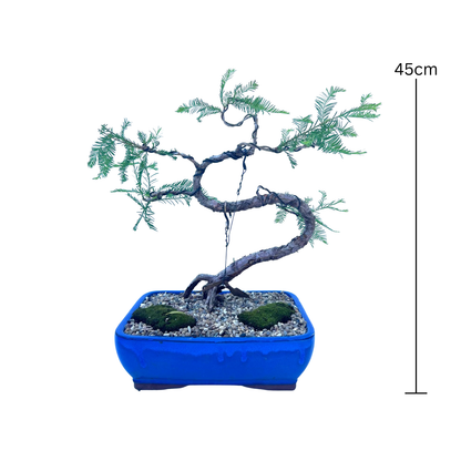 Swamp Cypress Bonsai (2001)