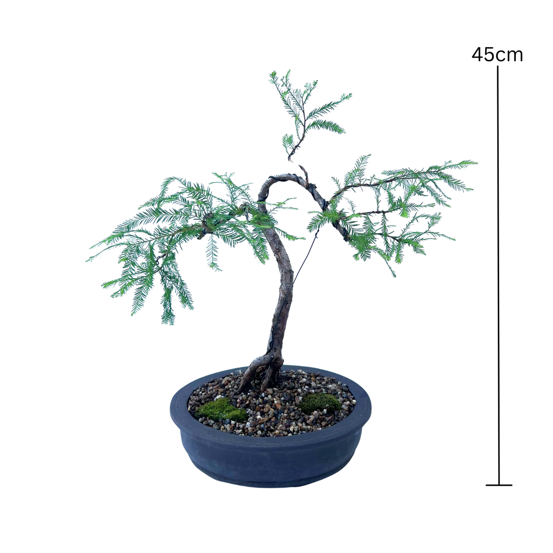 Swamp Cypress Bonsai (2008)