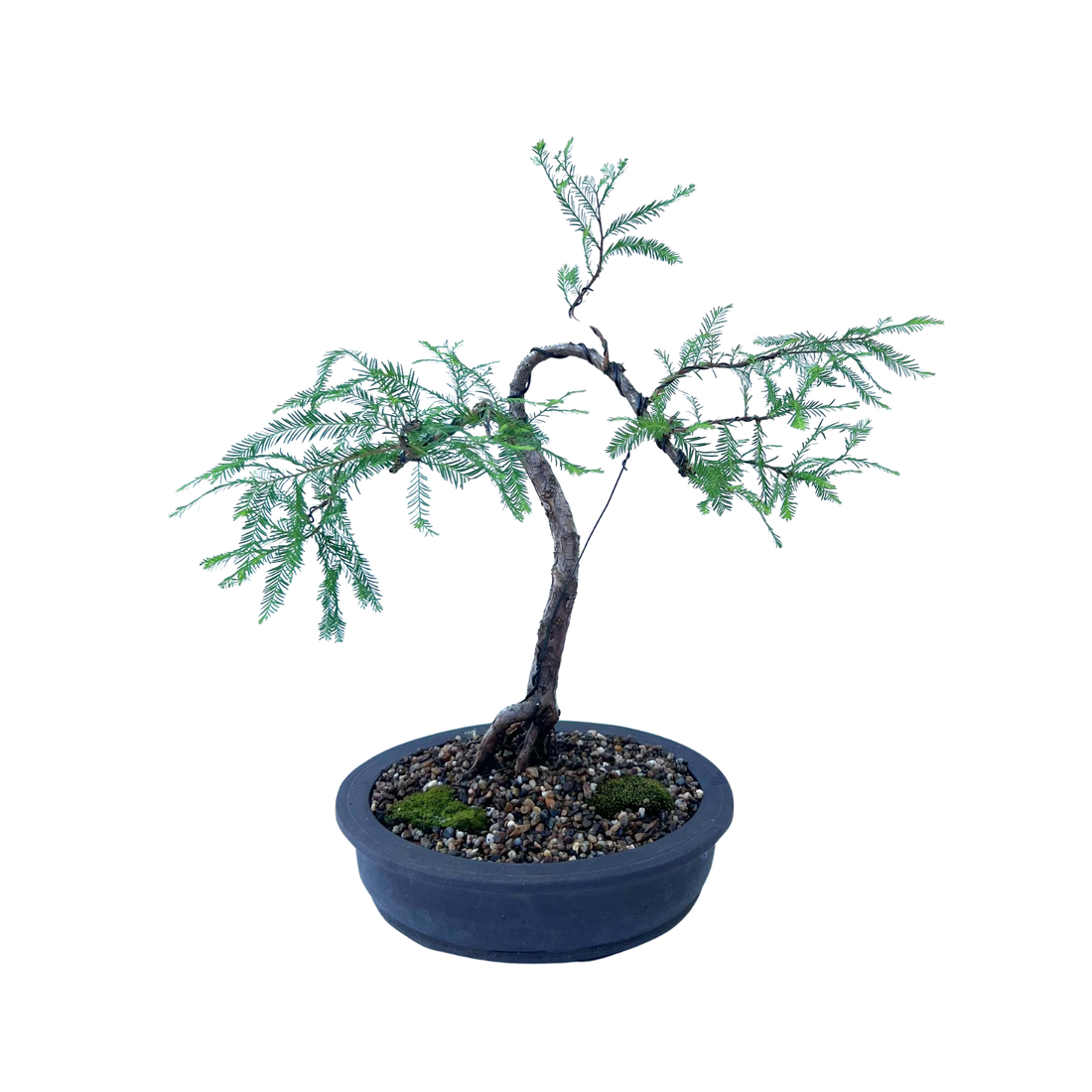 Swamp Cypress Bonsai (2008)