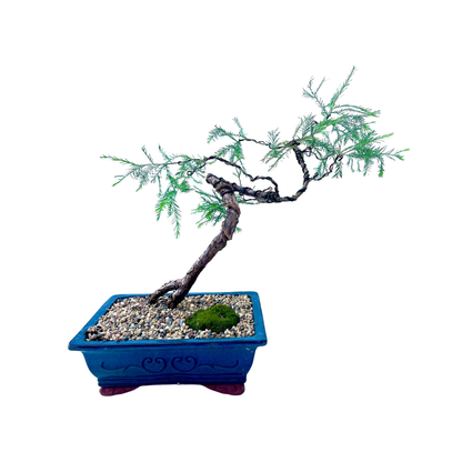 Swamp Cypress Bonsai (2004)