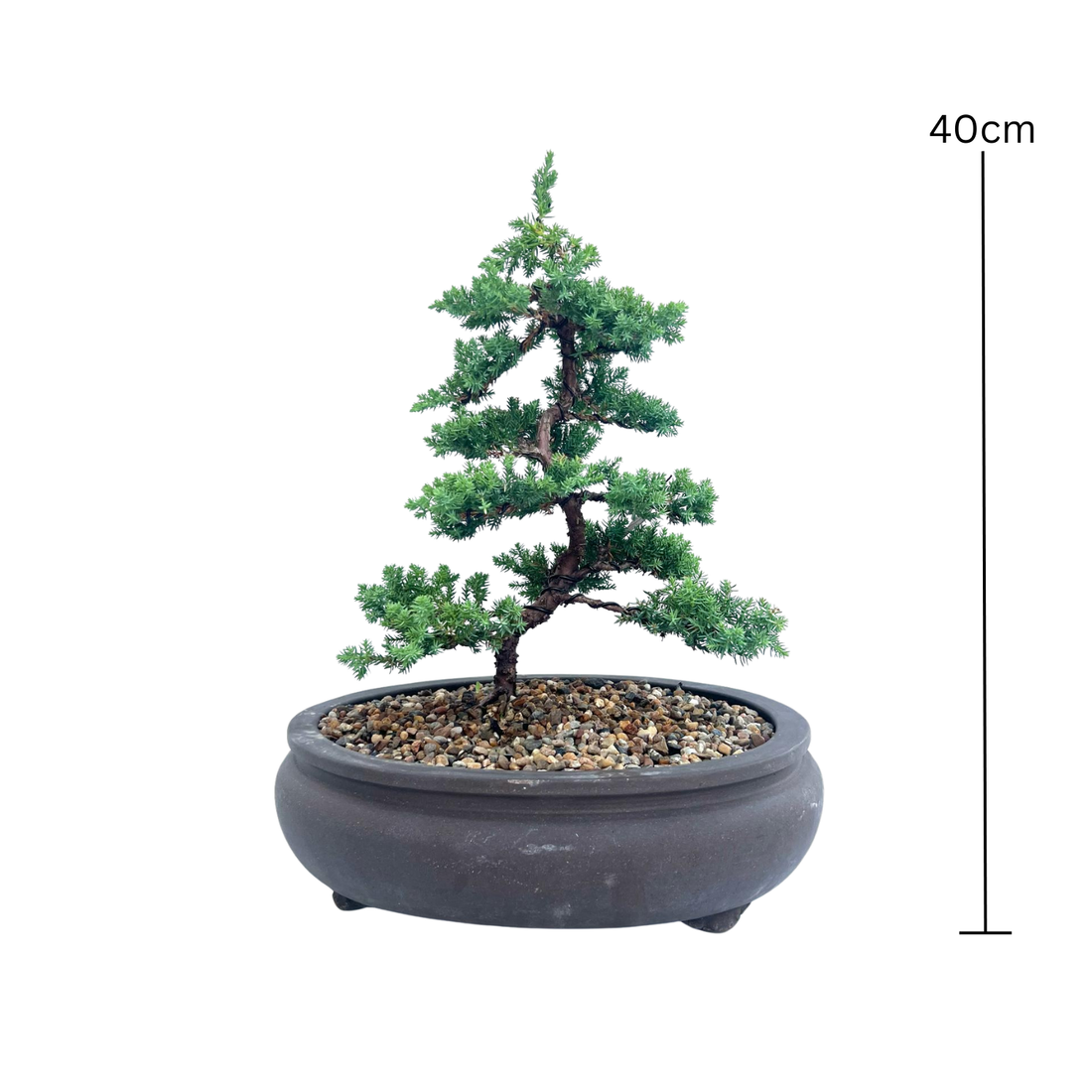 Juniper Bonsai (2010)