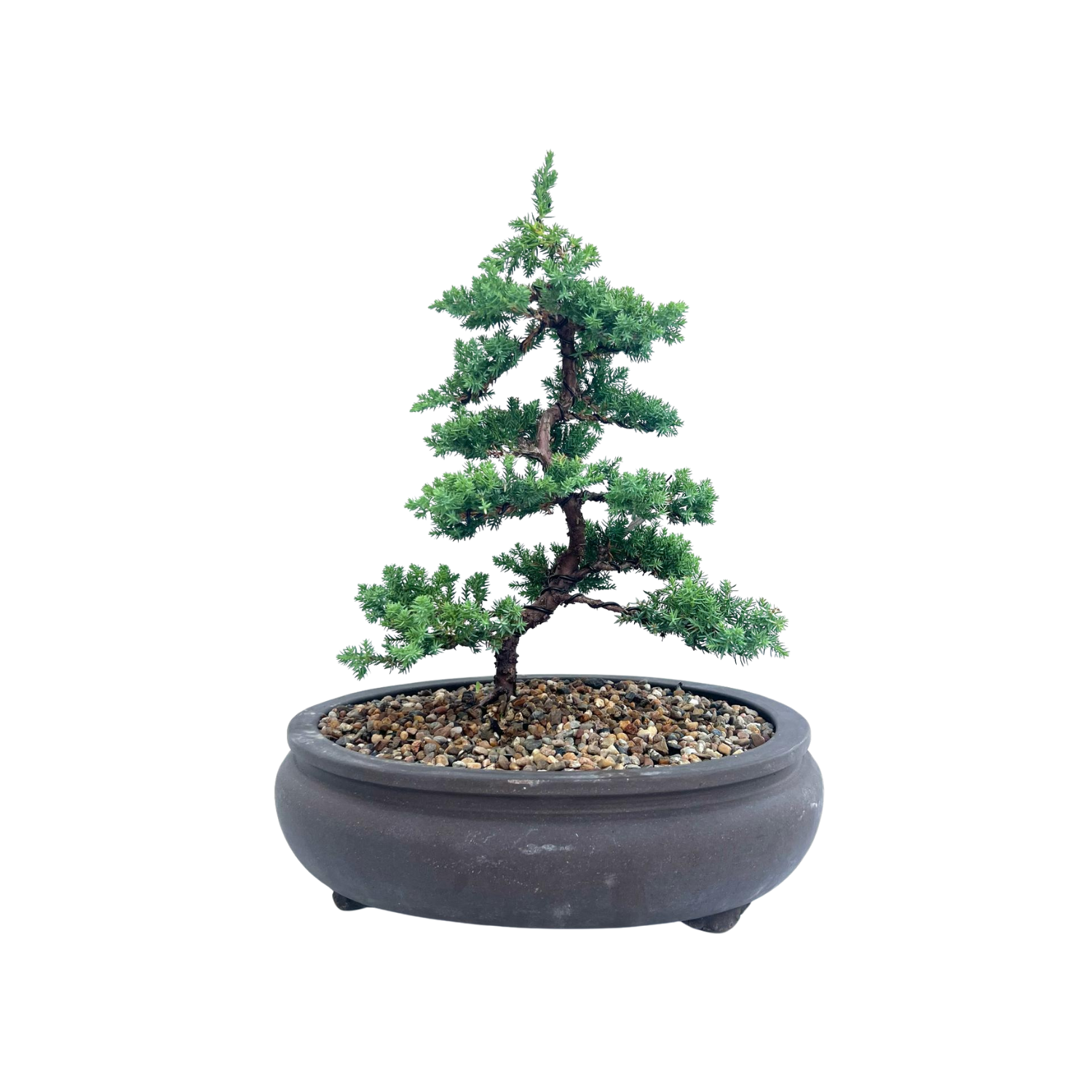 Juniper Bonsai (2010)
