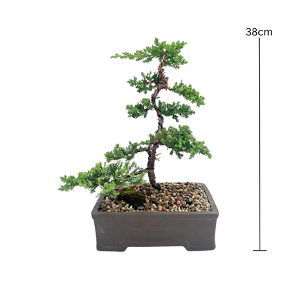Juniper Bonsai (2015)