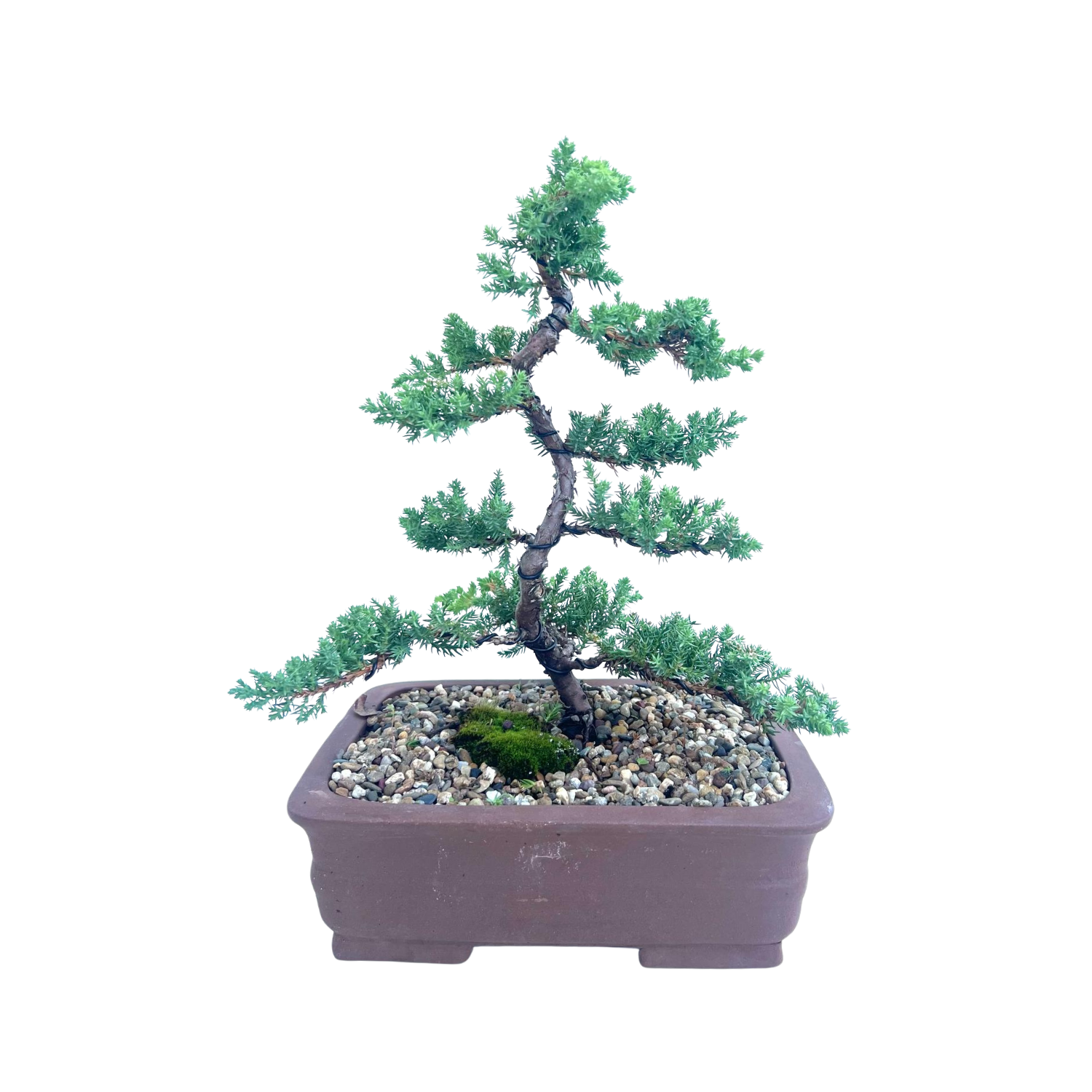 Juniper Bonsai (2013)