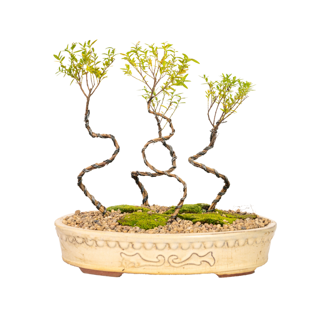 Cuphea Bonsai (2017)