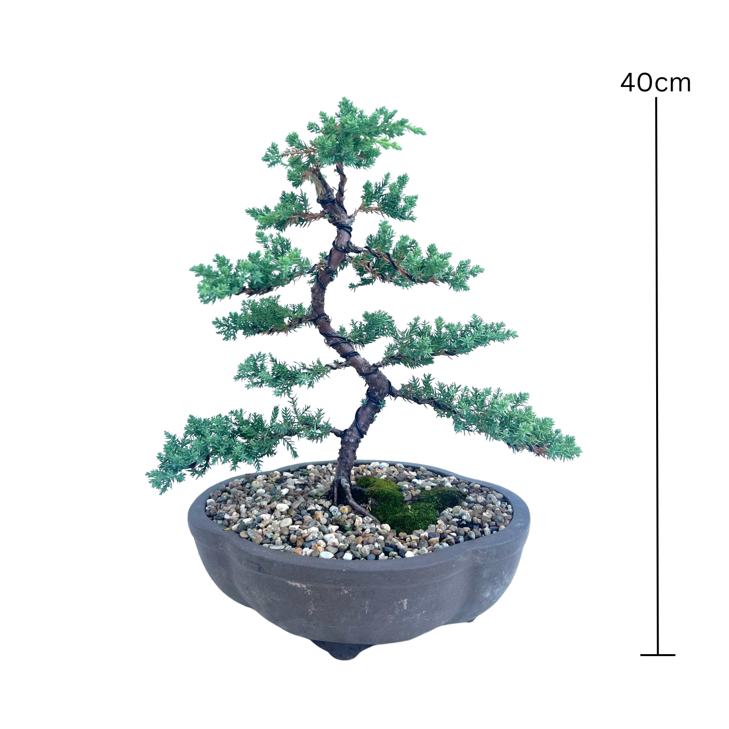 Juniper Bonsai (2013)