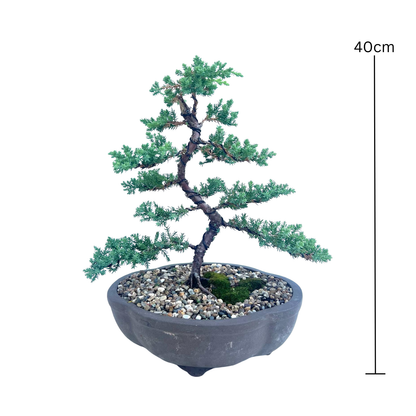 Juniper Bonsai (2013)