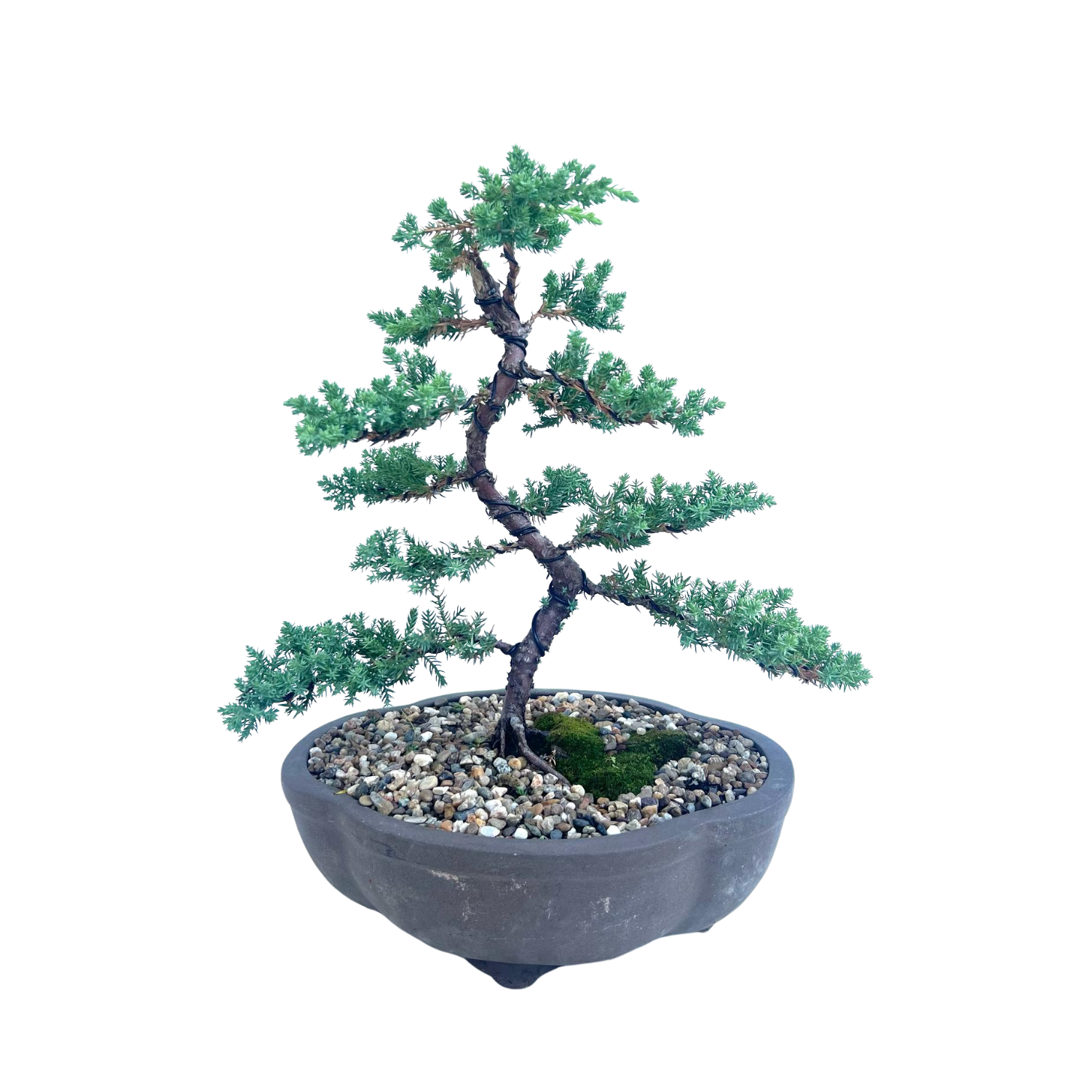Juniper Bonsai (2013)