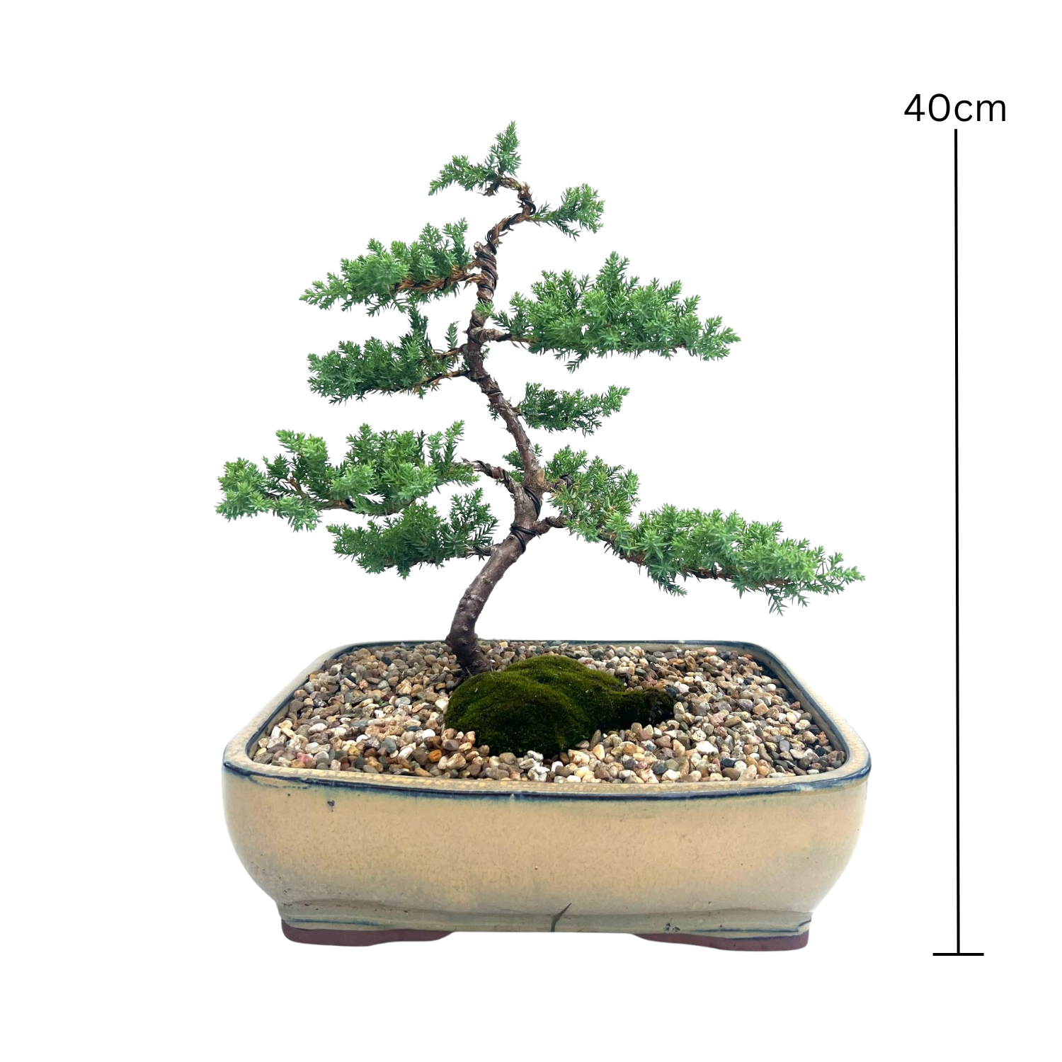Juniper Bonsai (2015)