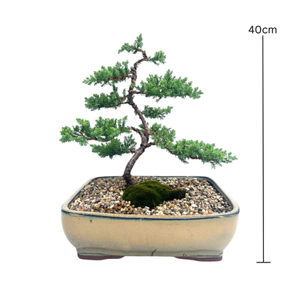 Juniper Bonsai (2015)