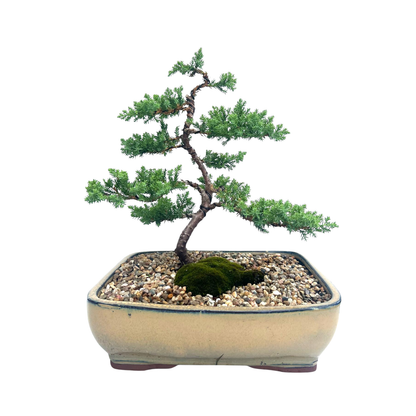 Juniper Bonsai (2015)