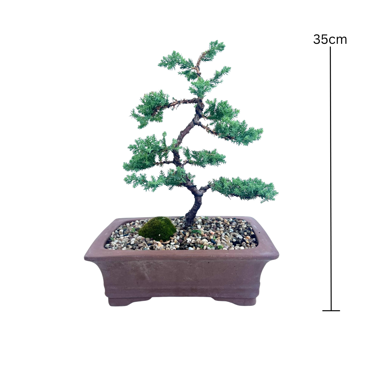 Juniper Bonsai (2013)