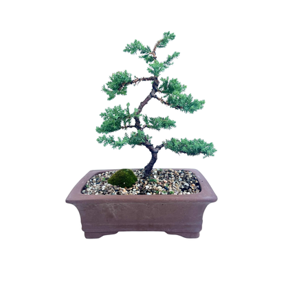 Juniper Bonsai (2013)