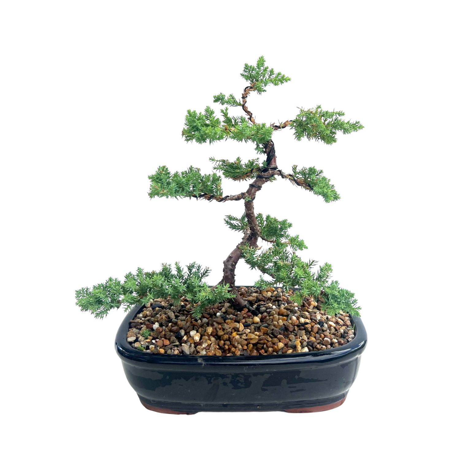 Juniper Bonsai (2013)