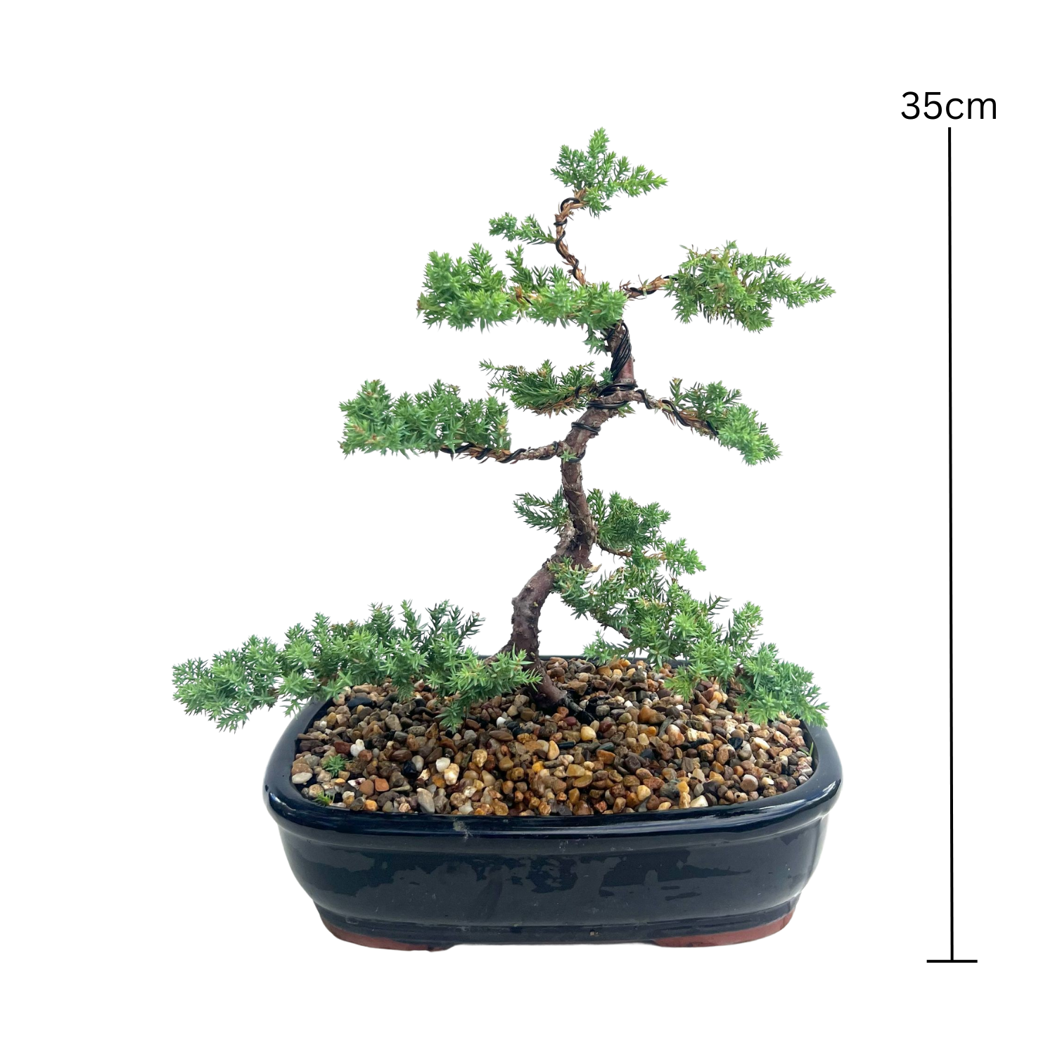 Juniper Bonsai (2013)