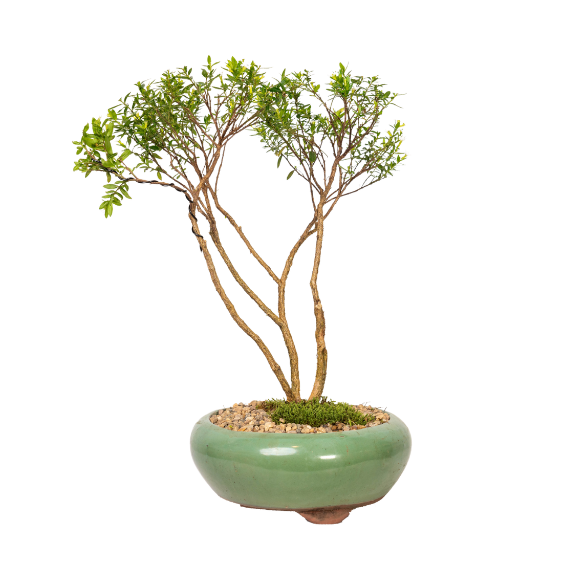 Cuphea Bonsai (2015)