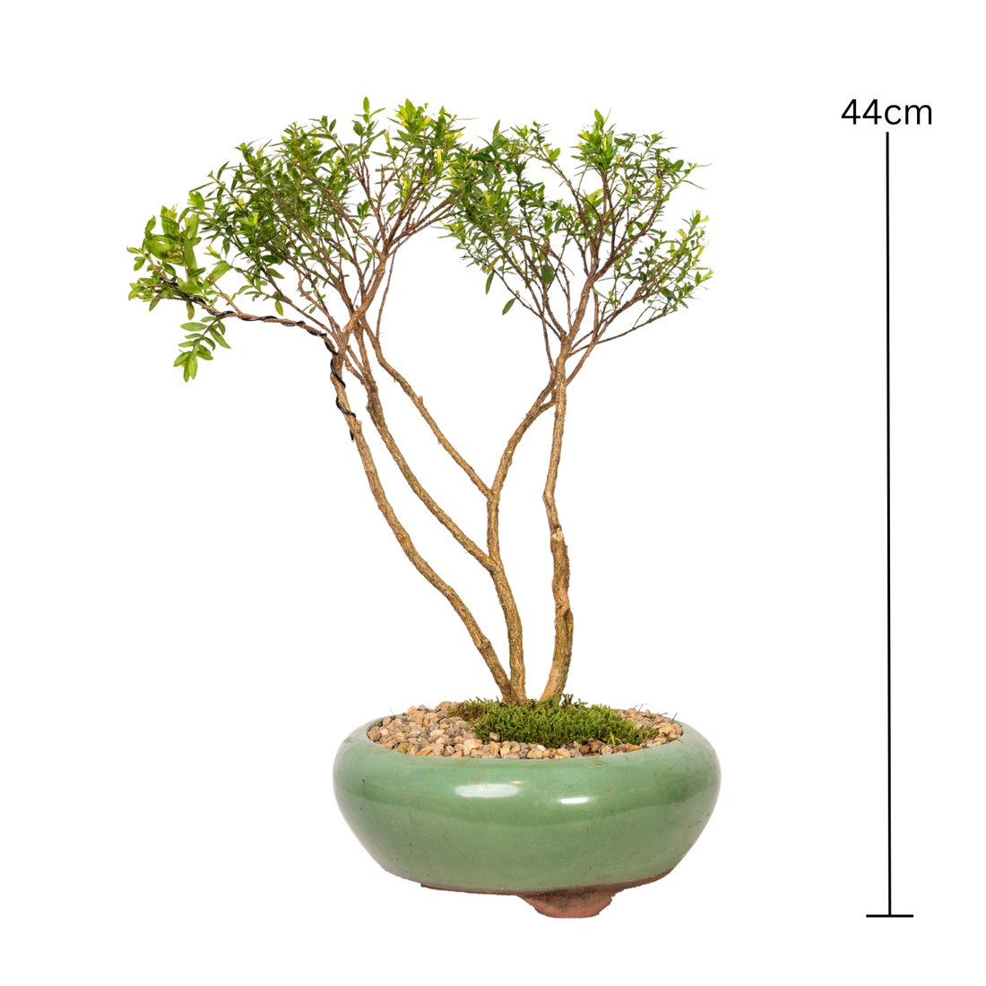 Cuphea Bonsai (2015)