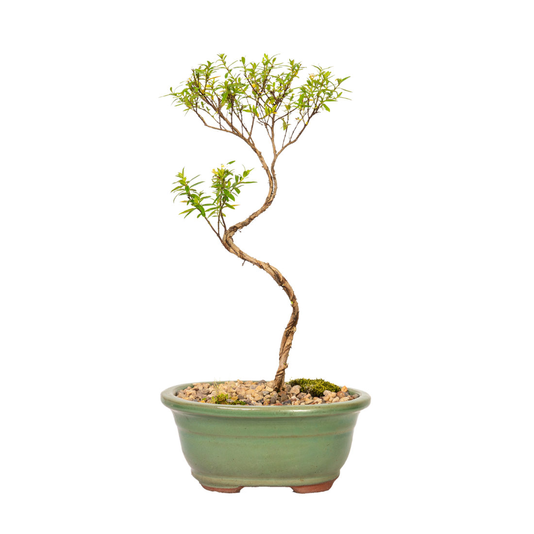 Cuphea Bonsai (2018)