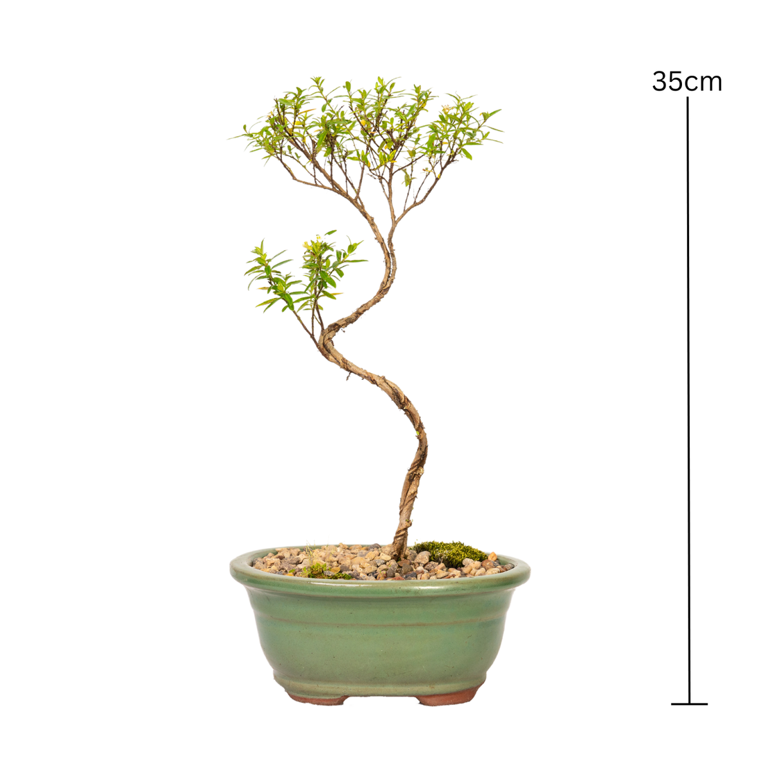 Cuphea Bonsai (2018)