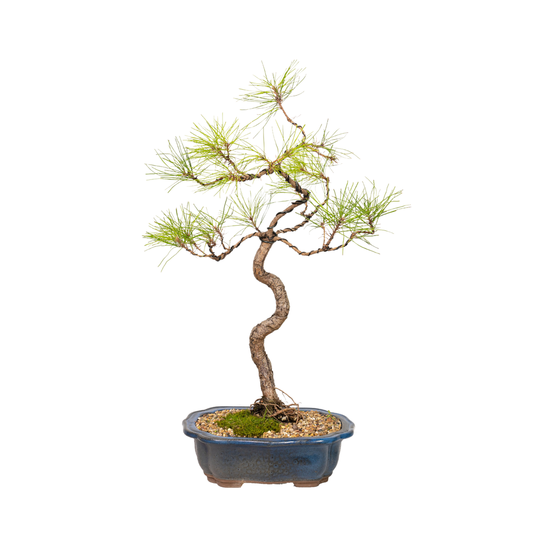 Chinese Pine Bonsai (1998)