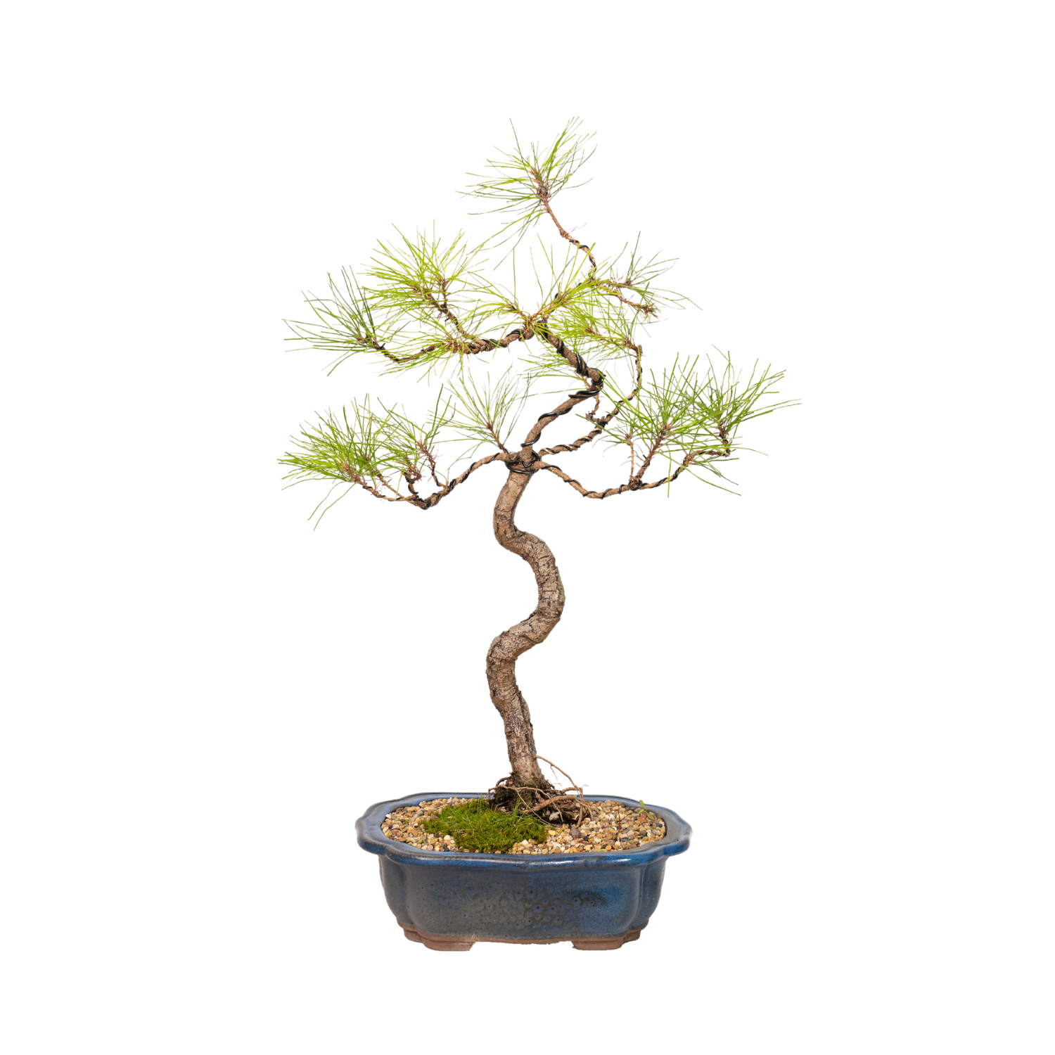 Chinese Pine Bonsai (1998)