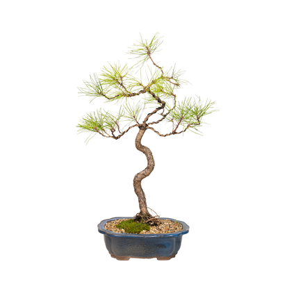 Chinese Pine Bonsai (1998)