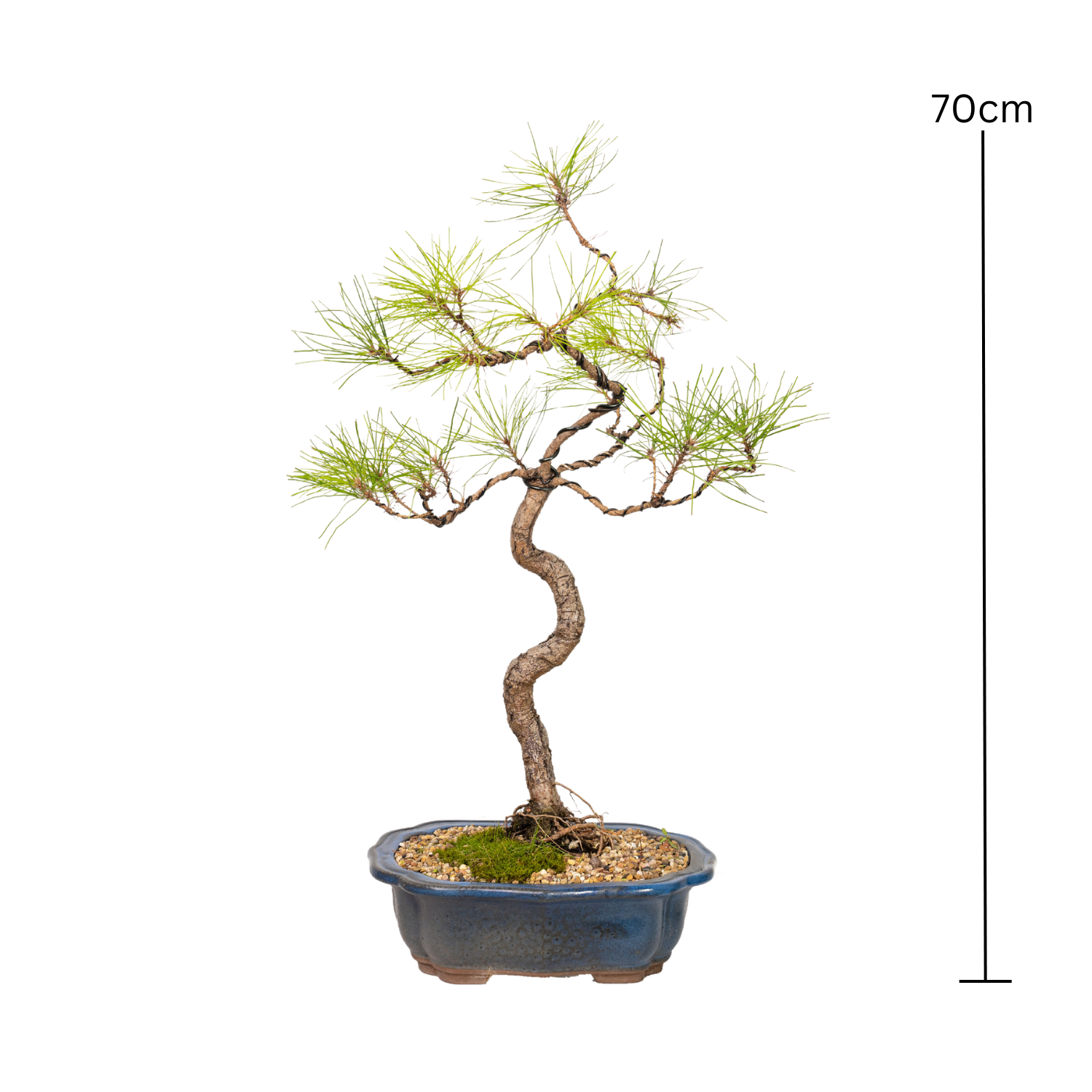 Chinese Pine Bonsai (1998)