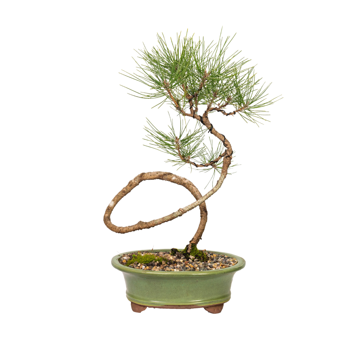 Japanese Black Pine Bonsai (2007)