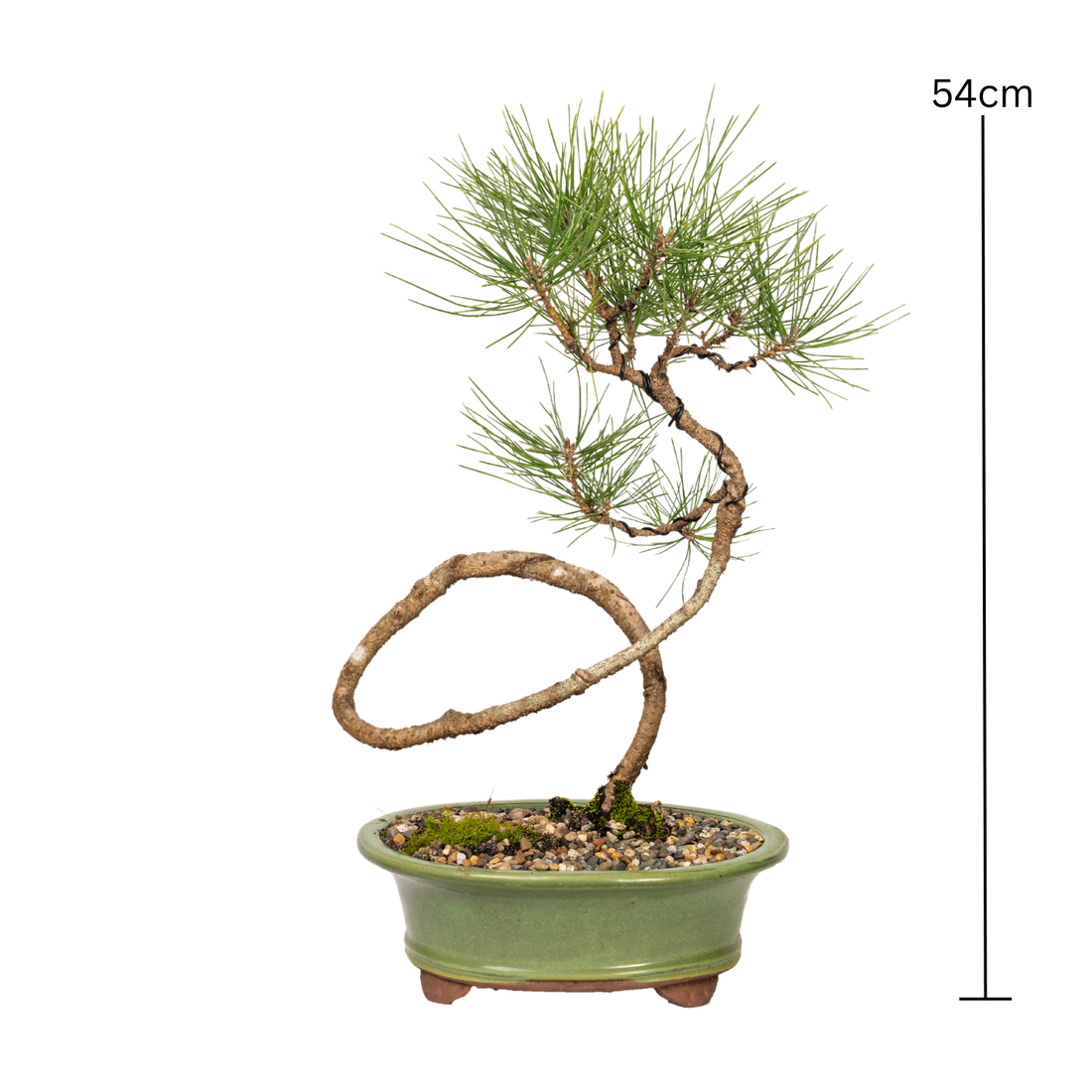 Japanese Black Pine Bonsai (2007)