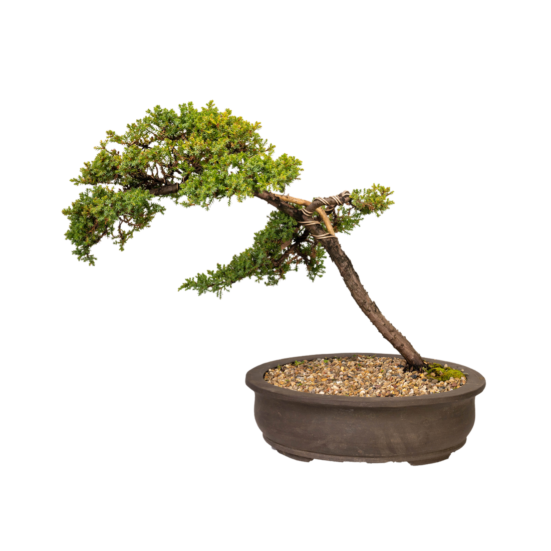 Juniper Bonsai (1997)