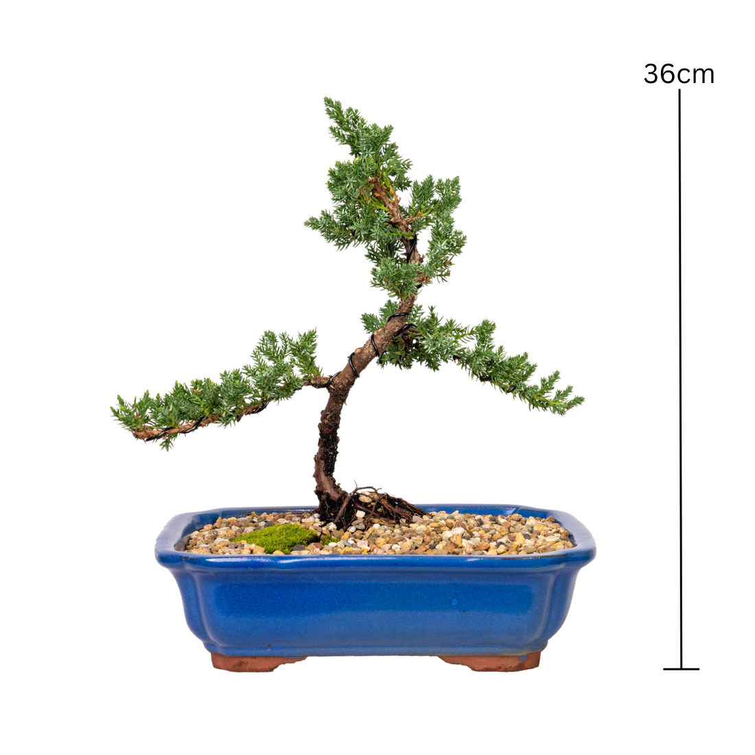 Juniper Bonsai (2013)