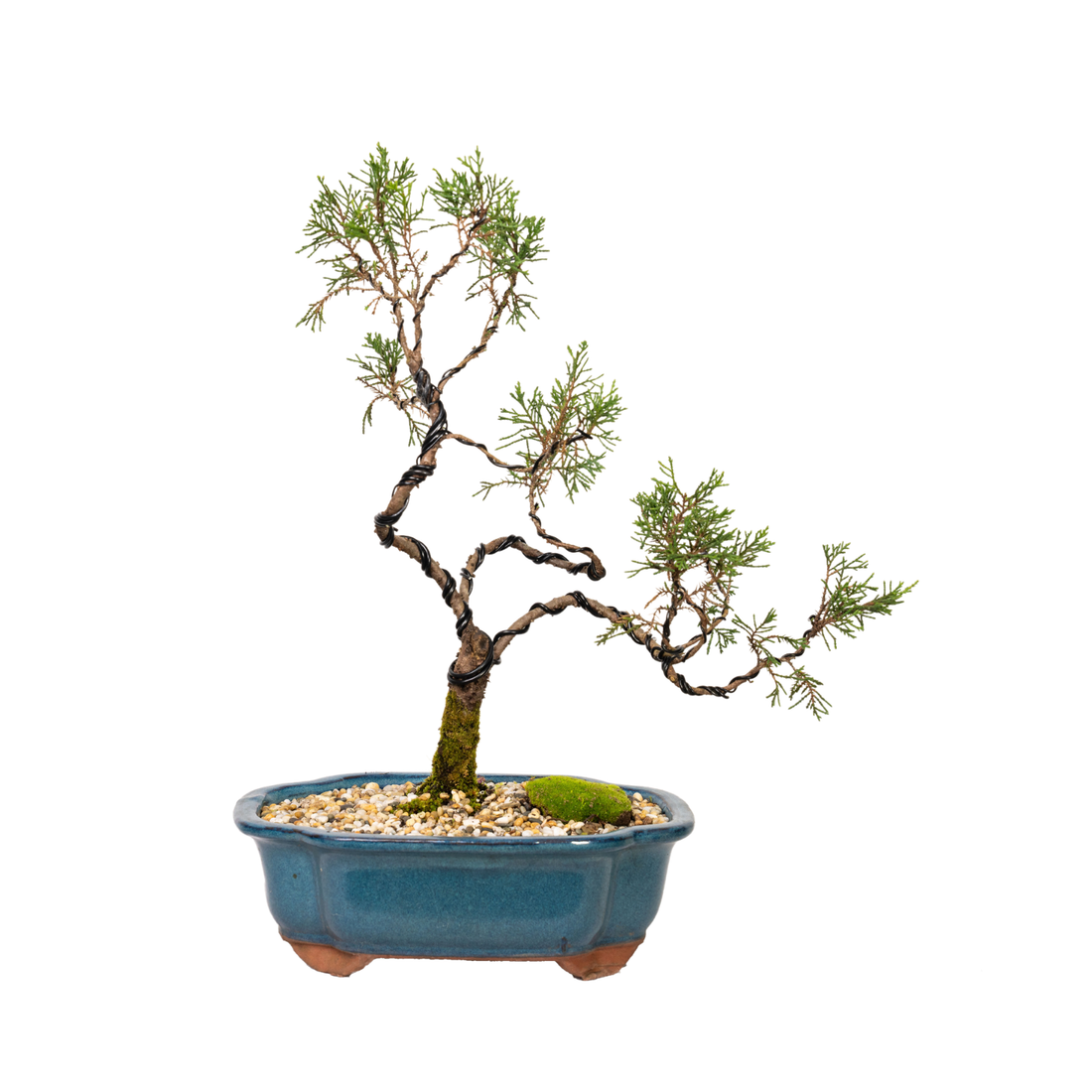 Juniper Bonsai (2001)