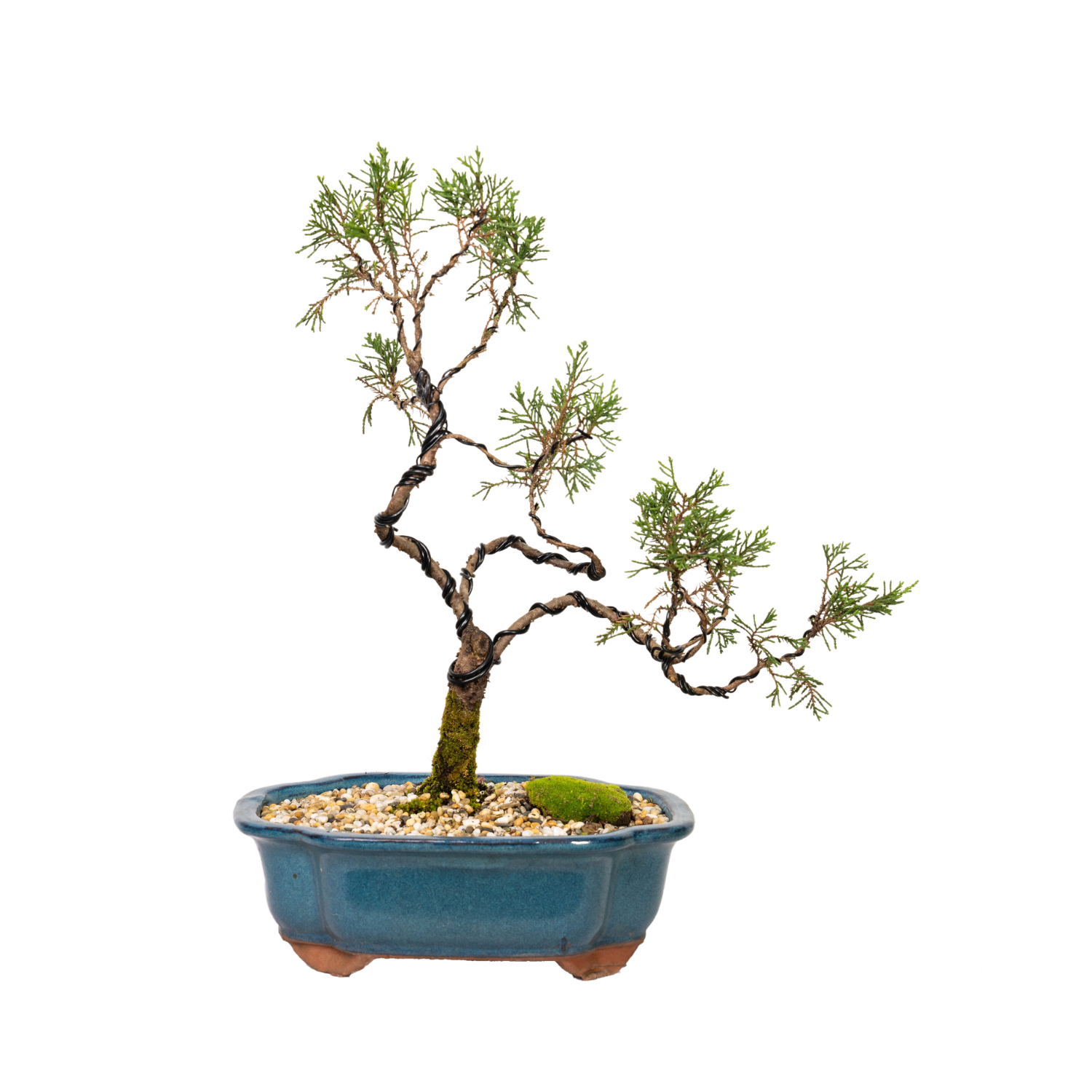 Juniper Bonsai (2001)