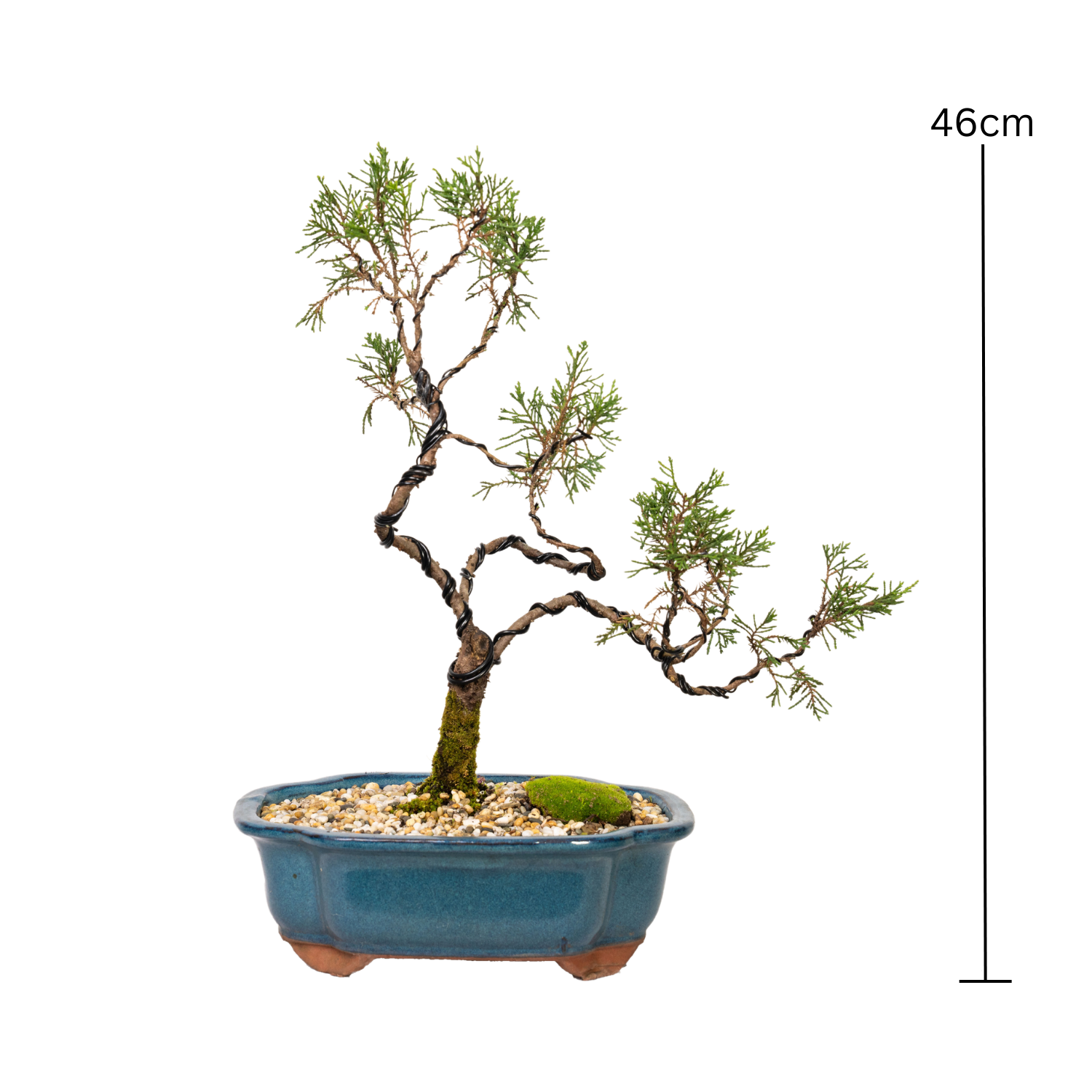 Juniper Bonsai (2001)