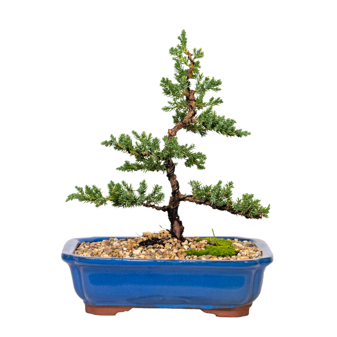 Juniper Bonsai (2013)