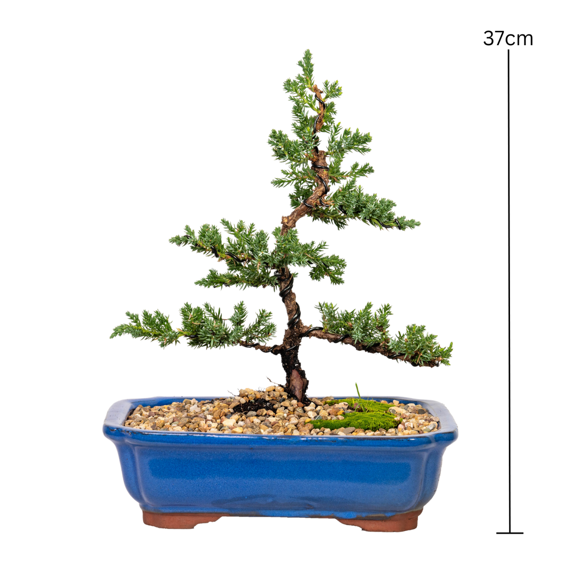 Juniper Bonsai (2013)